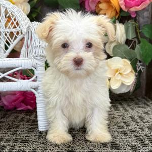 Goldendoodle puppy for sale Kobe, dog for sale