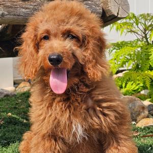 Havanese puppy for sale Diamond, dog for sale