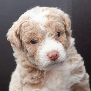 Goldendoodle puppy for sale Jax, dog for sale