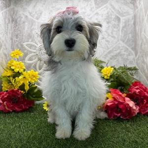 Bernedoodle puppy for sale Amos, dog for sale