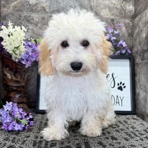 German Shepherd puppy for sale Sandra, dog for sale