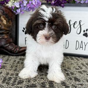 Cavapoo puppy for sale Jasmine, dog for sale