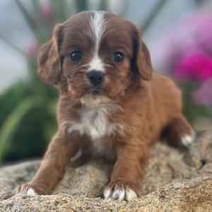Cavapoo puppy for sale Skittles, dog for sale