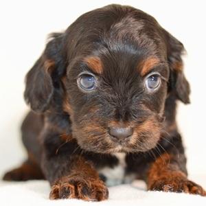 Pomsky puppy for sale Minerva, dog for sale