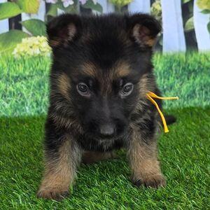 Dachshund puppy for sale Priss, dog for sale