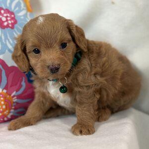 Havanese puppy for sale Nancy, dog for sale