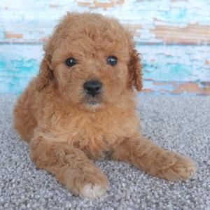 Chihuahua puppy for sale Tiffany, dog for sale