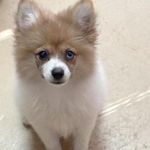 Havapoo puppy for sale Joy, dog for sale