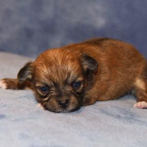 Cockapoo puppy for sale Fawn, dog for sale